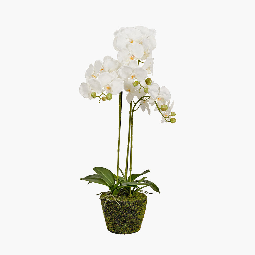 Artificial White Orchid in Moss Pot | Medium